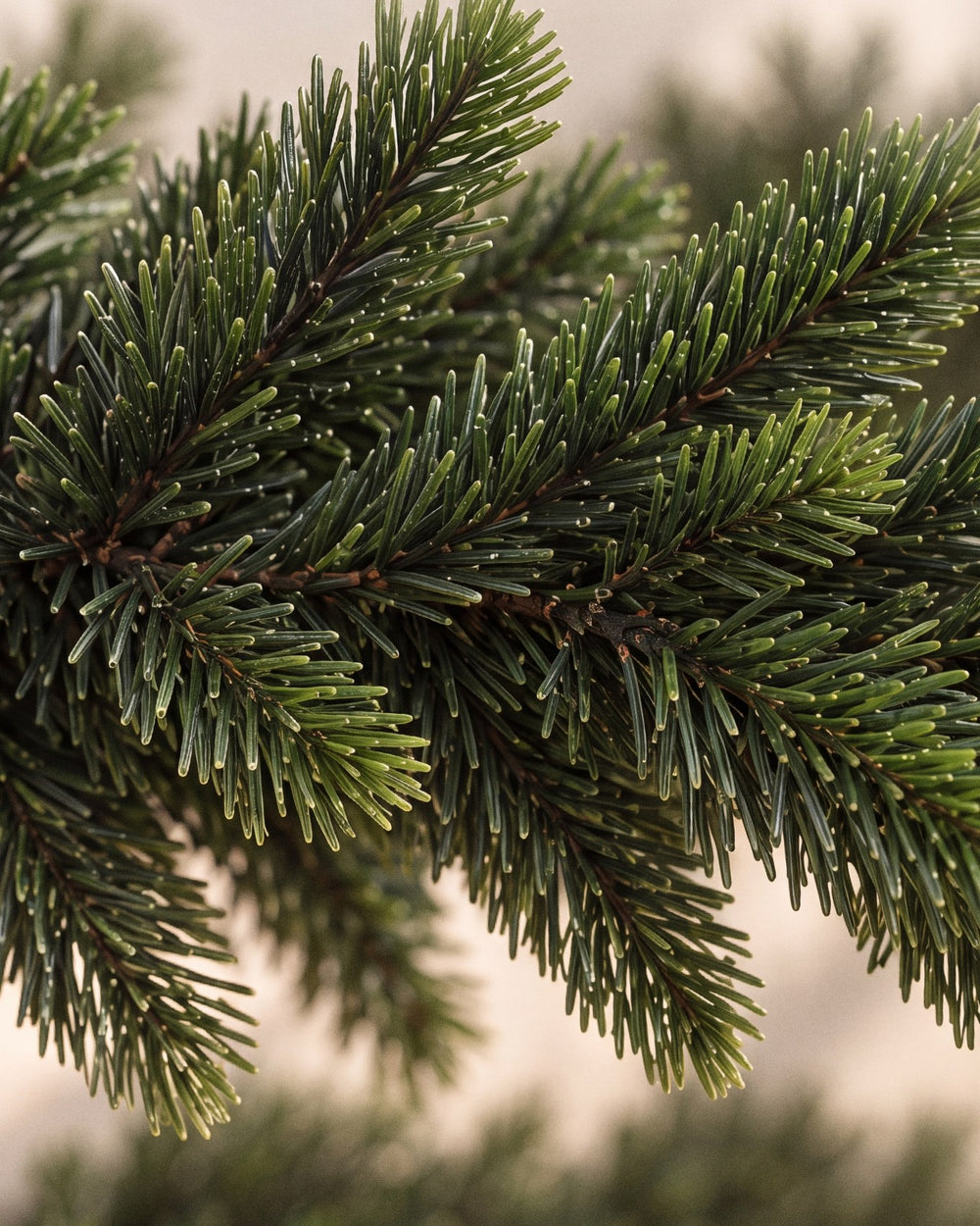 Nadeln der Weihnachtsgirlande in Nahaufnahme